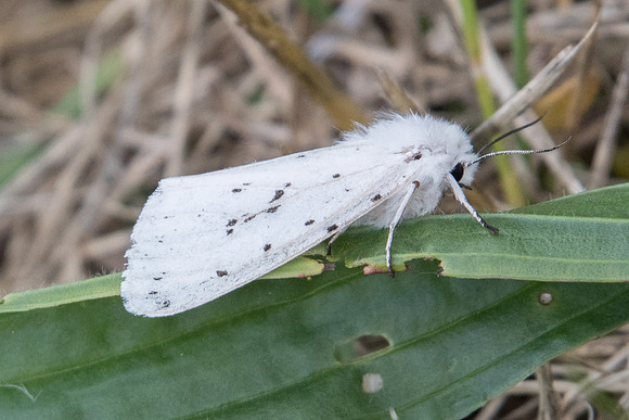 Spilosoma lubricipeda - 9983 - Châtillon sur seine - 9/06/22
