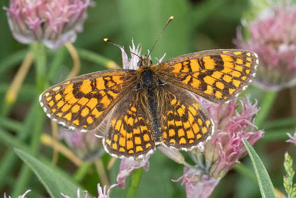 Melitaea-1778