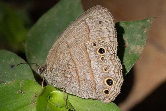 Vareuptychia themis-4367 - Barichara - 10/06/24
