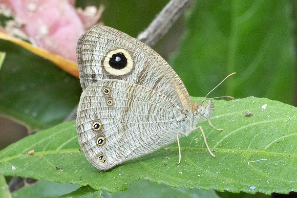 Ypthima savara verif -2357 - Chiang Dao - 18/03/24