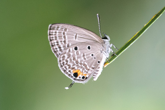 Luthrodes pandava pandava-6998 - Khao Phanom Bencha National Park - 27/11/23