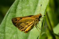 Taractrocera archias -3460 - Chiang Rai - 20/11/23