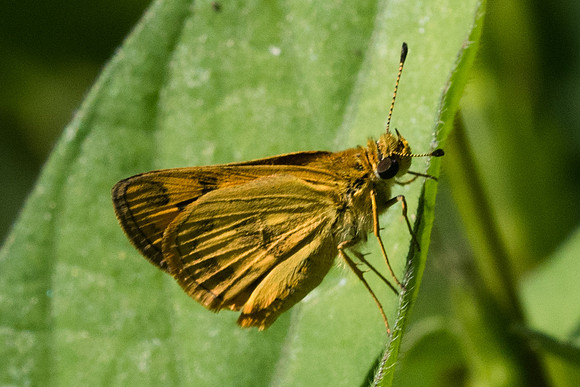 Taractrocera archias -3460 - Chiang Rai - 20/11/23