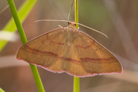 Rhodostrophia calabra-8782 - Le Beausset - 5/06/25