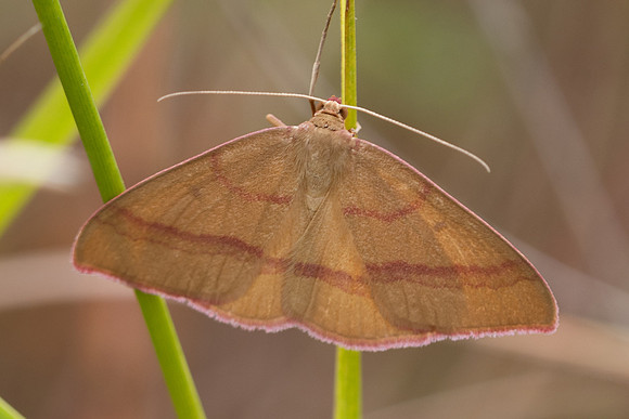 Rhodostrophia calabra-8782 - Le Beausset - 5/06/25