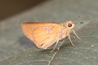 Caltoris cahira-2994- Doi Suthep - 21/03/25