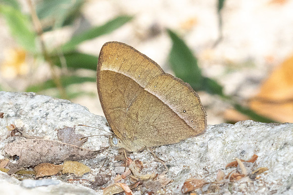 Mycalesis francisca-4847 - Huai Sai Lueang Waterfall (1040m) - 25/03/25
