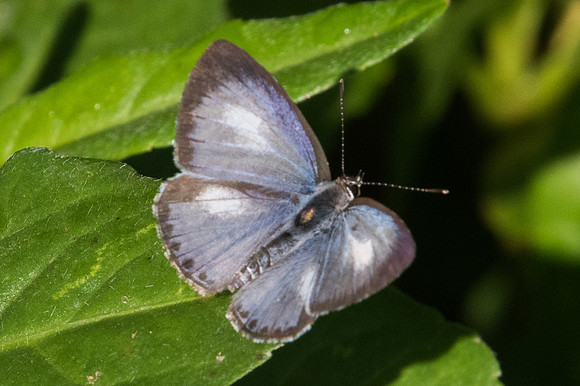 Acytolepis puspa-1913  - Chiang Dao - 15/11/23