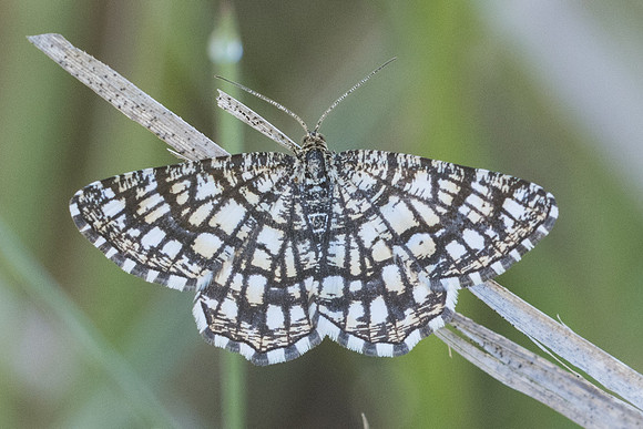 Chiasma clathrata-3953 - Cipières