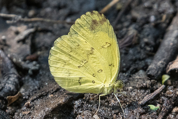 Eurema ada indosinica ou andersoni -3789 - Doi-Suthep 8/03/23