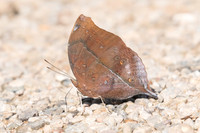 Doleschallia bisaltide-0196 - Chiang Dao - 16/11/23