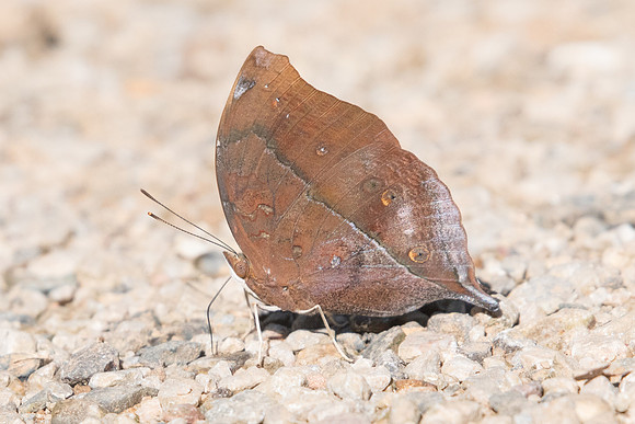 Doleschallia bisaltide-0196 - Chiang Dao - 16/11/23