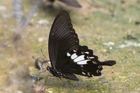 Papilio nephelus-0024 - Chiang Dao - 11/03/23