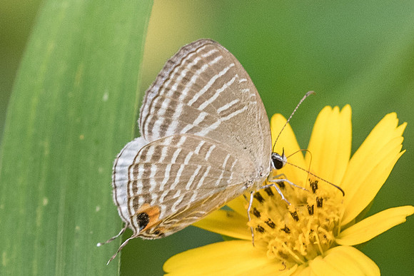Jamides sp-7432 - Krabi - 28/11/23