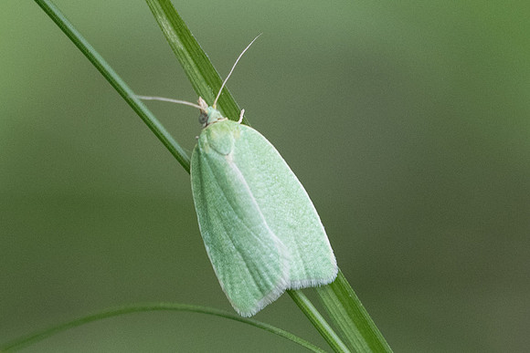 Earias clorana ou Tortrix viridana-2533 - Lesigny