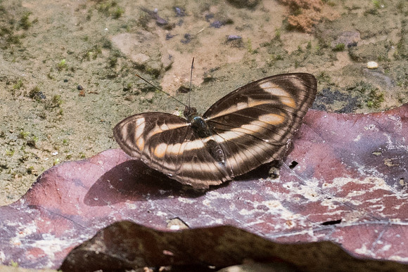Athyma nefte ♀-7223 - Khao Phanom Bencha National Park - 28/11/23