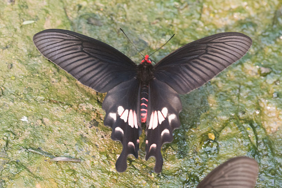 Atrophaneura adamsoni adamsoni-8530 - Chiang Dao  - 11/03/23