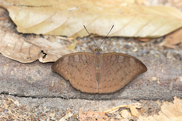 Tanaecia jahnu-6505 - Doi-Suthep - 27/03/24