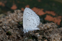 Celastrina argiolus iynteana-8344 - Chiang Dao - 14/11/23