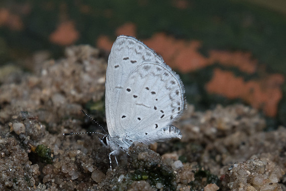 Celastrina argiolus iynteana-8344 - Chiang Dao - 14/11/23