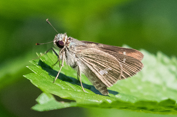 Parnara apostata apostata-9427 - Bangkok - 22/03/23