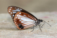 Parantica sita-4830 - Doi Inthanon - 23/03/24