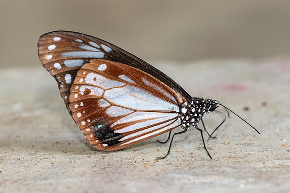 Parantica sita-4830 - Doi Inthanon - 23/03/24