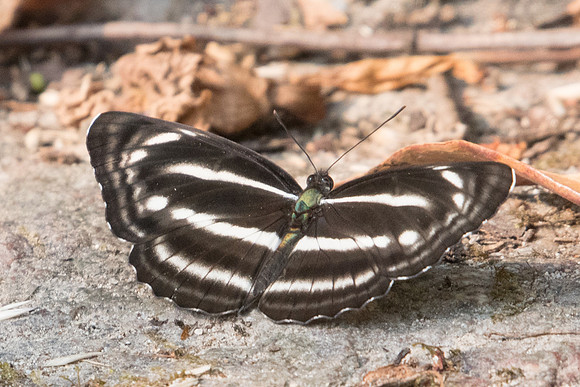 Neptis nashona aagaardi -4914- Doi Suthep - 9/03/23