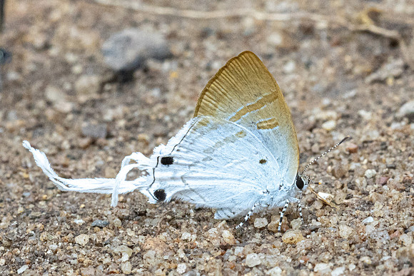Hypolycaena amasa amasa-2484 - Chiang Dao - 18/03/24