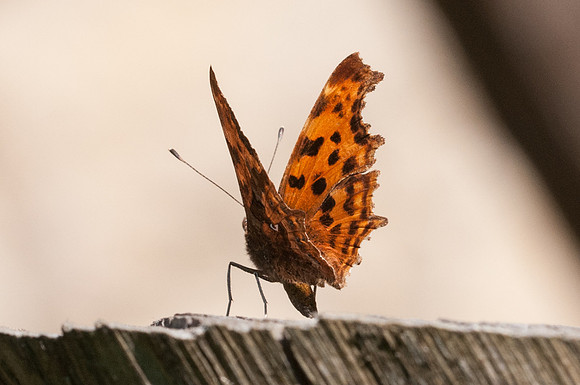 Polygonia c-album 4775