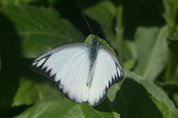 Appias lyncida ♂-1513 Chiang Dao - 14/11/23