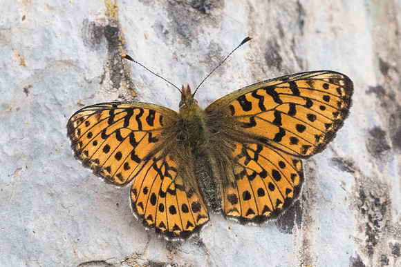 Boloria euphrosyne-5731 - St Dalmas le selvage - 27/06/21