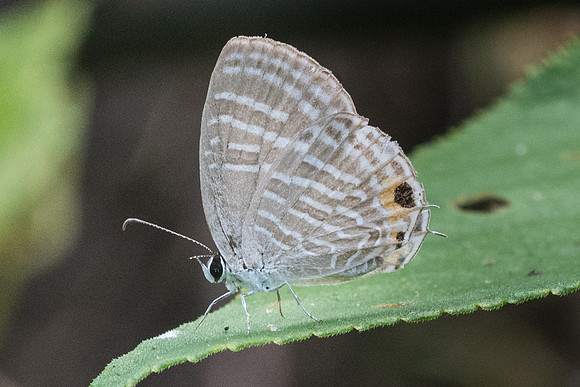 Jamides celeno id--7490 - Koh Samui - 16/03/23