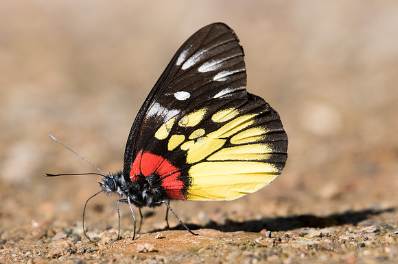 Delias pasithoe pasithoe-1869 - Chiang Dao - 15/11/23