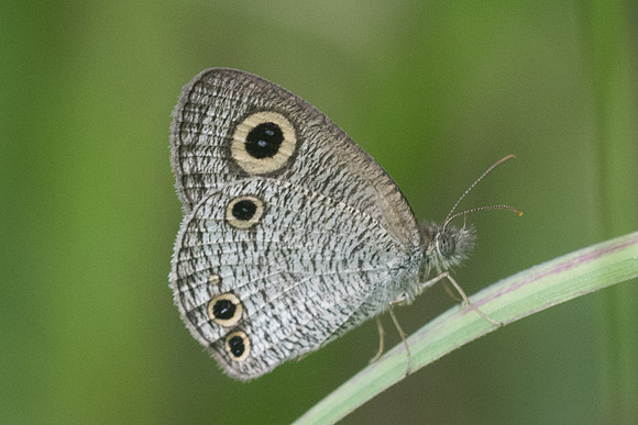 Ypthima huebneri-3978 - Krabi - 22/11/23