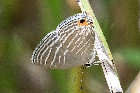 Jamides celeno o pura--1254 - Koh Samui - 18/03/23