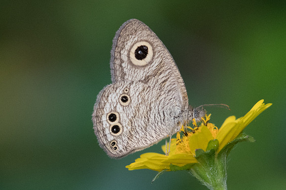 Ypthima baldus baldus-1289 - Chiang Mai - 13/11/23