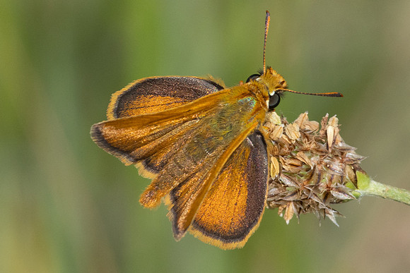 Thymelicus sylvestris-9231 - Puits de Rians - 6/06/25