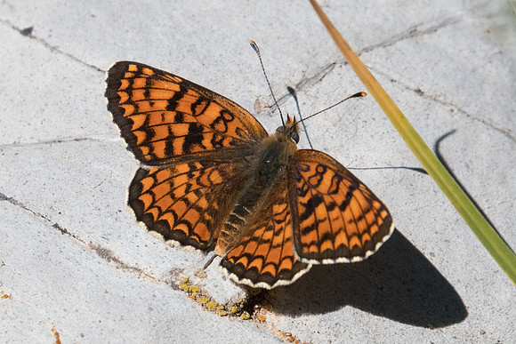Melitaea phoebe-3718 - Col de la Cayolle - 5/07/21