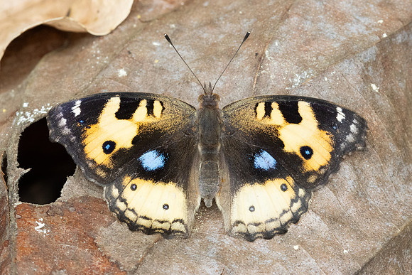 Junonia hierta-4150 - Fang Hot Springs - 21/03/24