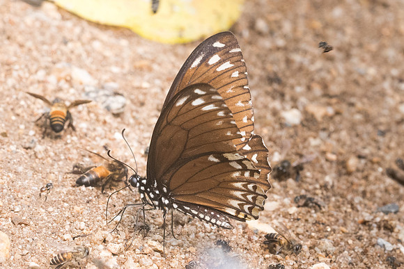 Papilio clytia clytia f onpape-9631- Chiang Dao  - 11/03/23