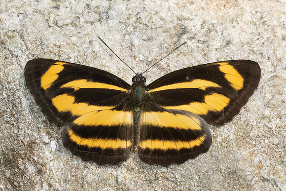 Neptis zaida-3592- Doi Inthanon - 23/03/25