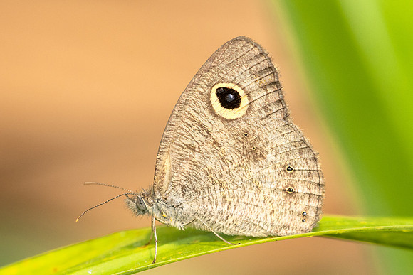 Ypthima nebulosa -4093 Fang Hot Springs - 21/03/24