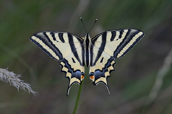 Papilio alexanor-2733