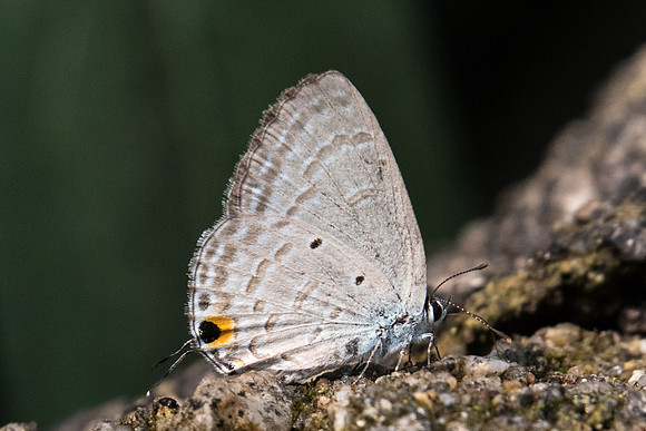 Catochrysops strabo strabo-3326 - Doi-Suthep 8/03/23