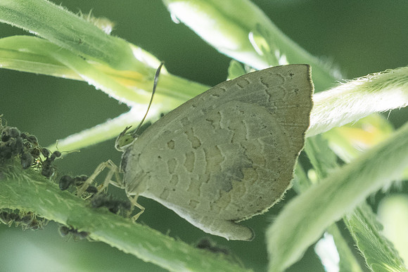 Miletus chinensis learchus-3383 - Chiang Rai - 20/11/23