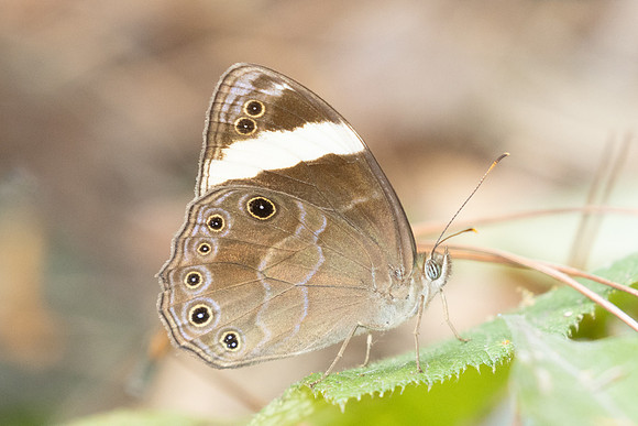 Lethe verna-2938 - Doi Suthep 1577m  - 21/03/25