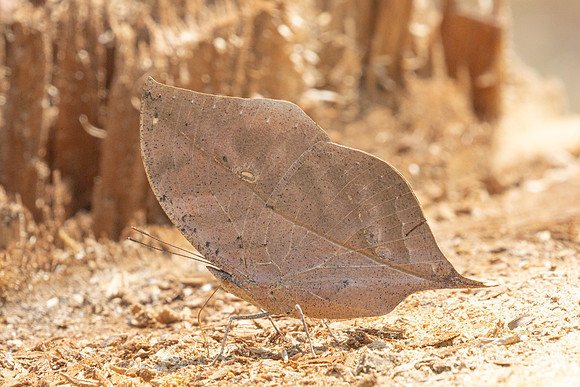 Kallima inachus-3775