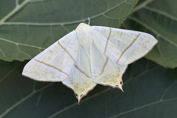 Ourapteryx sambucaria-2269 - Entraunes - 7/07/21
