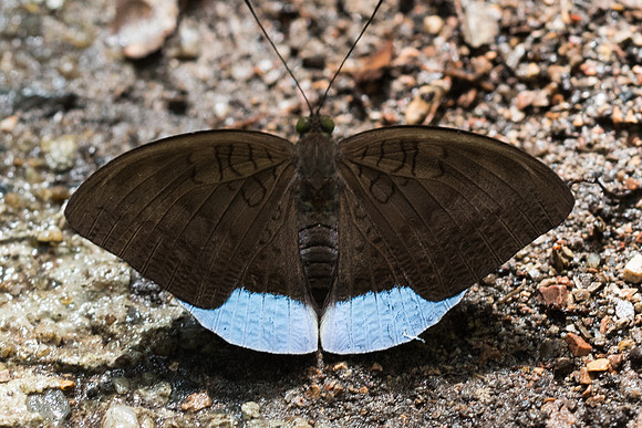 Tanaecia julii xiphiones-6497 - Railay - 25/11/23